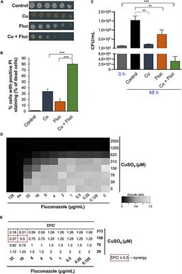 Copper Acts Synergistically With Fluconazole in Candida glabrata by Compromising Drug Efflux, Sterol Metabolism, and Zinc Homeostasis